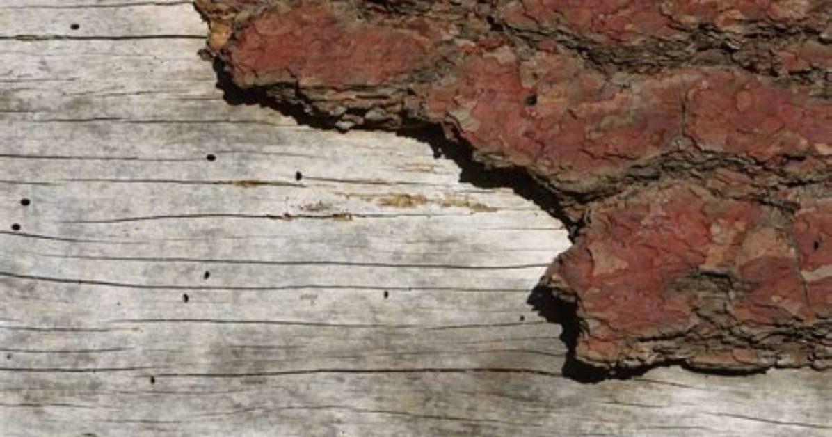 How to Remove Oxidized Marks in Oak
