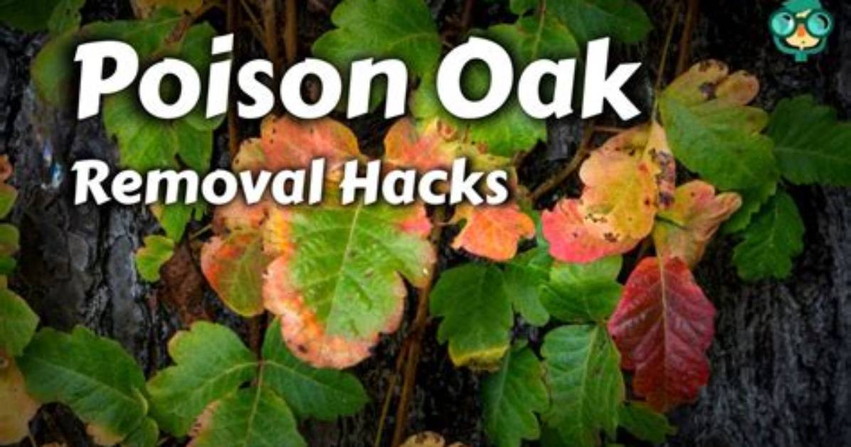 How to Remove Poison Oak from Shoes
