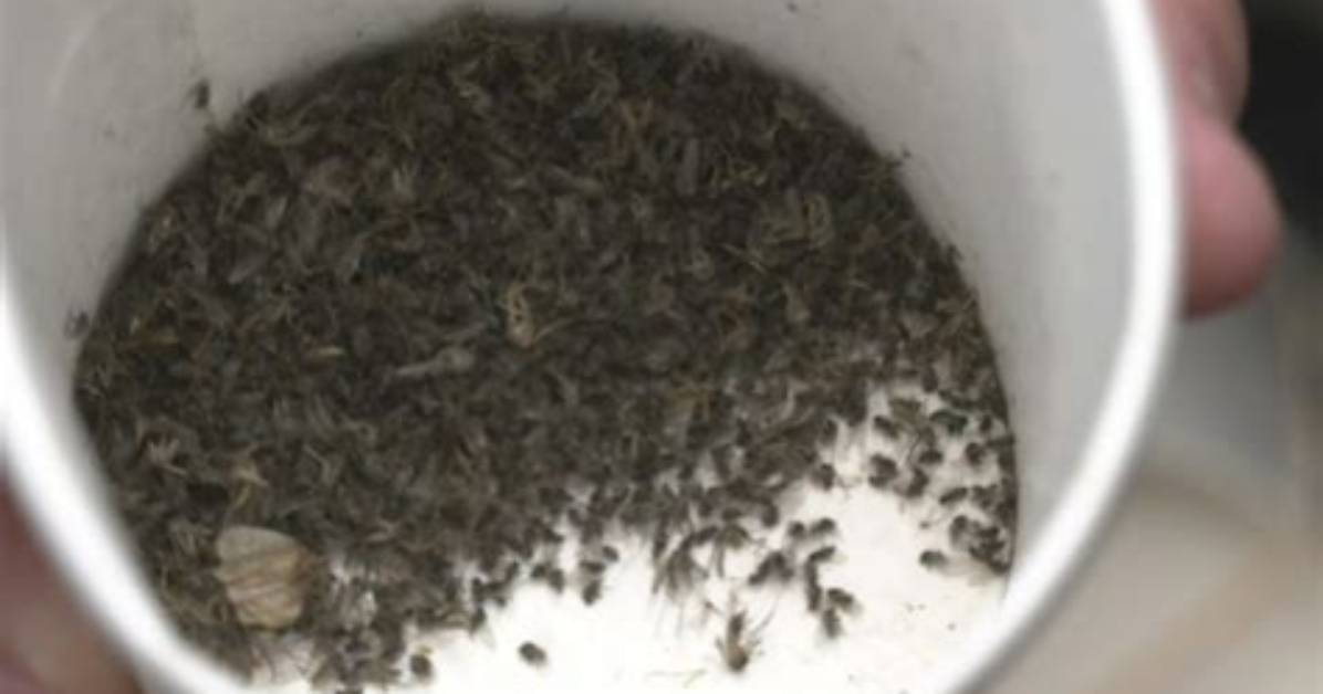 How to Repel Biting Black Gnats