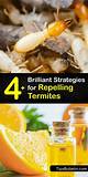How to Repel Termites with Fuel & Oil