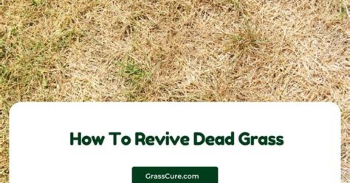 How to Revive Dead