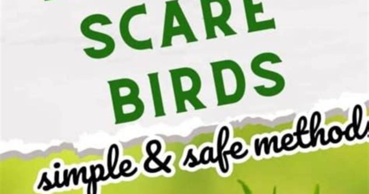 How to Scare Away Birds with Old Cds