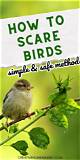 How to Scare Away Birds with Old Cds