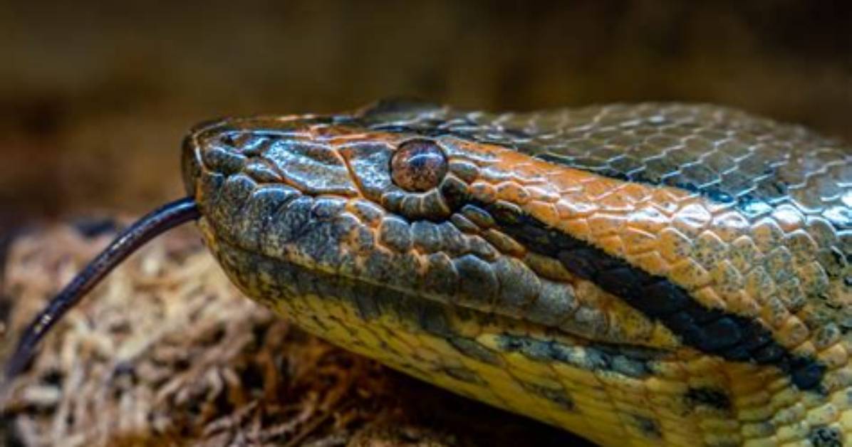 How to Snake A
