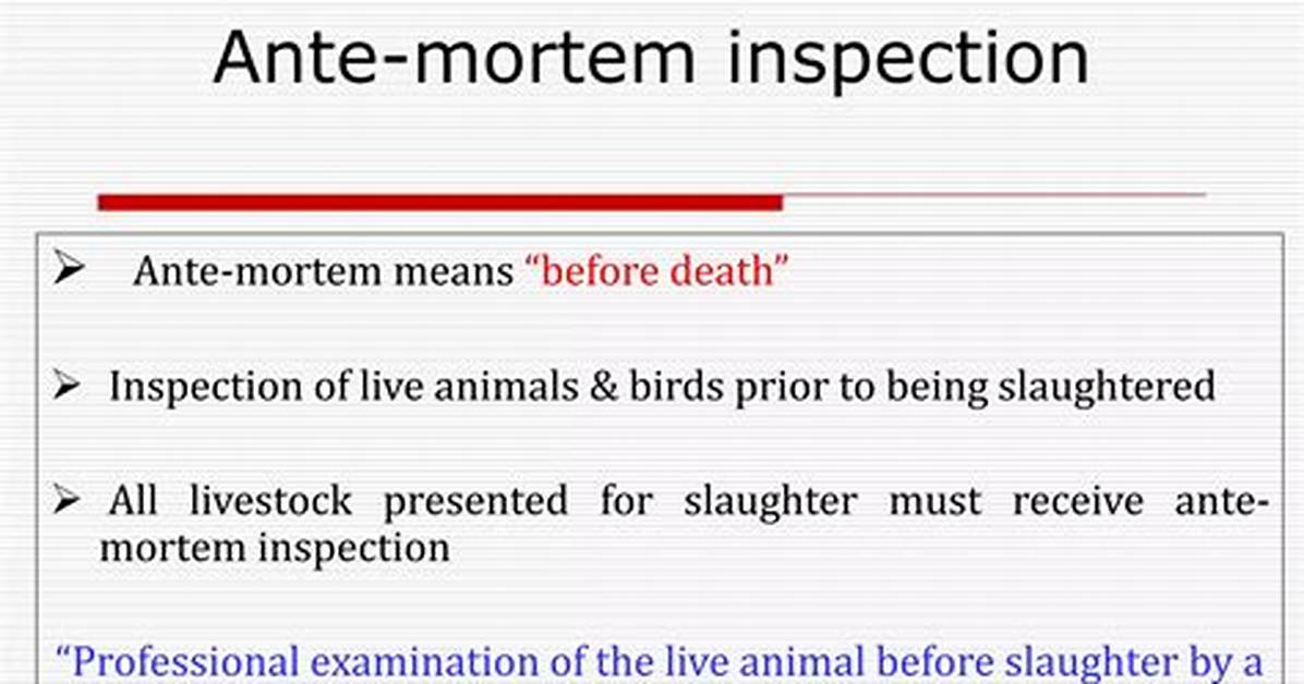 How to Spell Ante-Mortem?