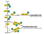 How to Spell Vanillylmandelic Acid?