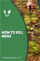 How to Spray to Kill Moss on a Roof