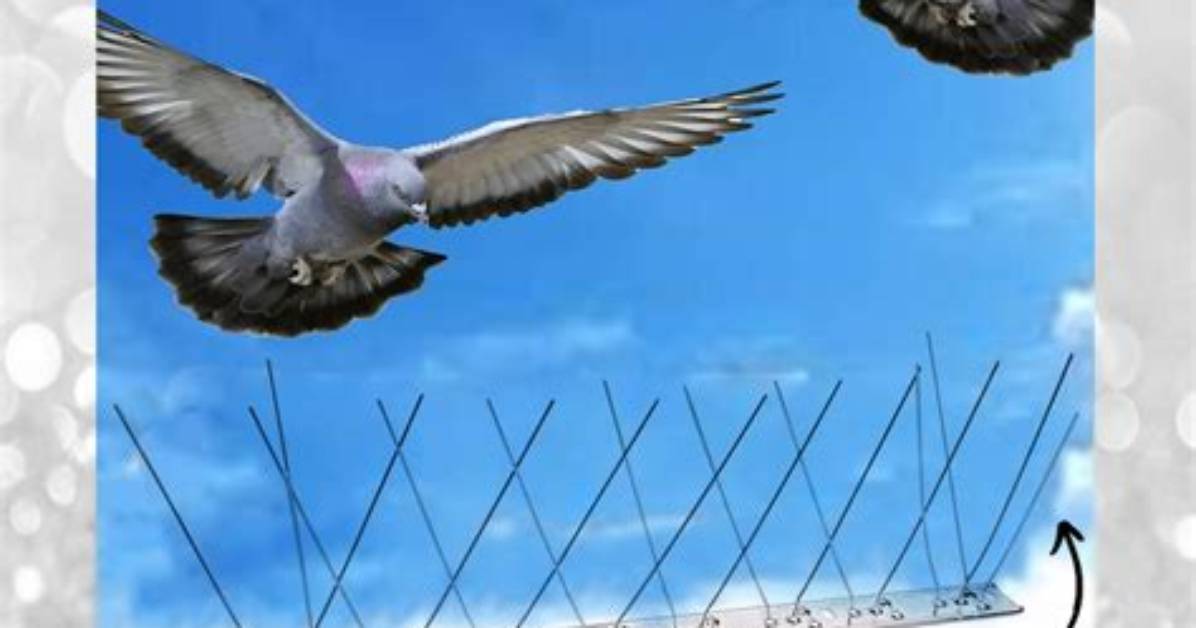 How to Stop a Bird from Perching