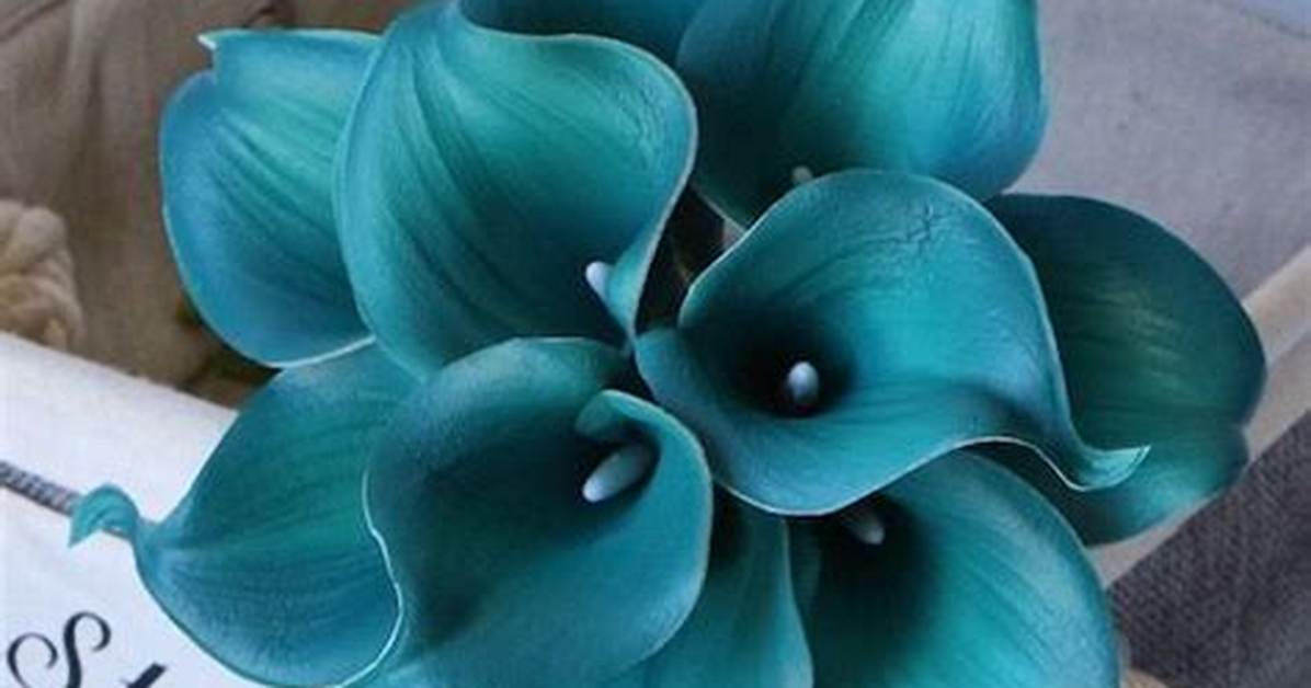 How to Submerge Calla