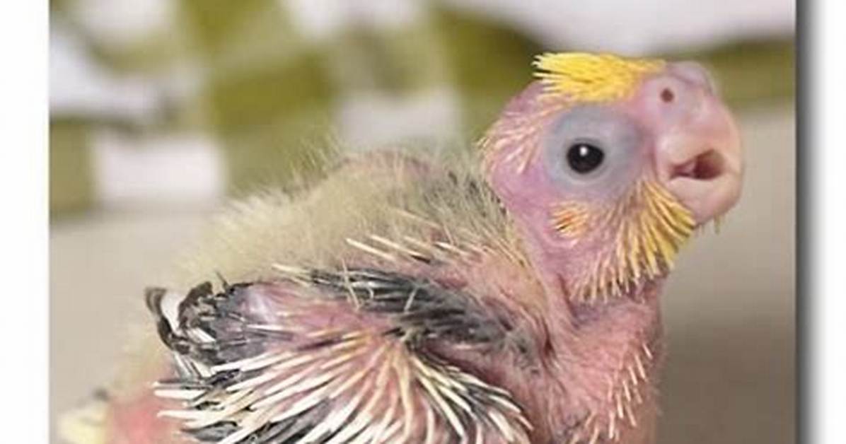 How to Take Care of a Featherless Baby Bird?