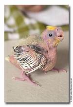 How to Take Care of a Featherless Baby Bird?