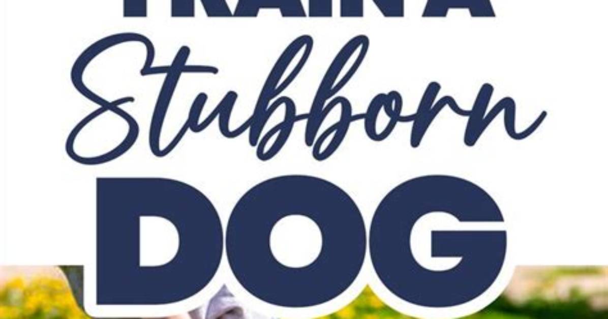 How to Train a Stubborn Dog?