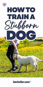 How to Train a Stubborn Dog?