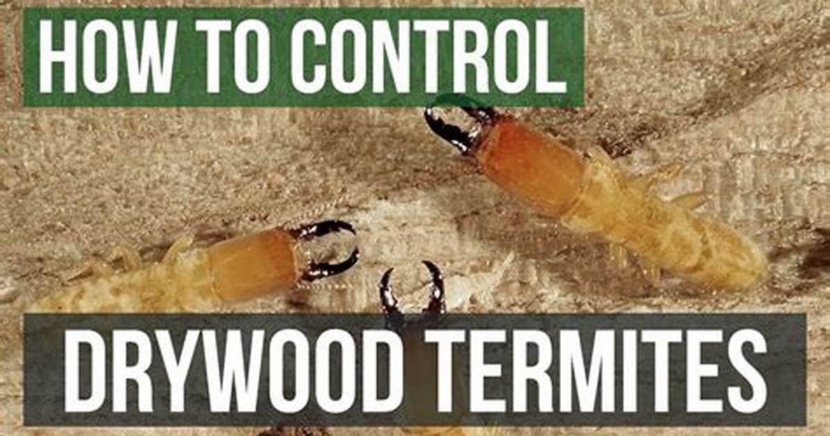 How to Treat Dry Wood