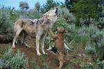 How to Type a Wolf Howl