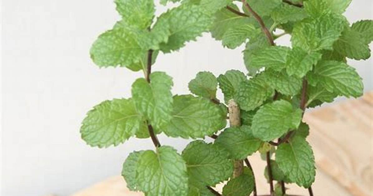 How to Use Mint as an Insect
