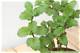 How to Use Mint as an Insect Repellant