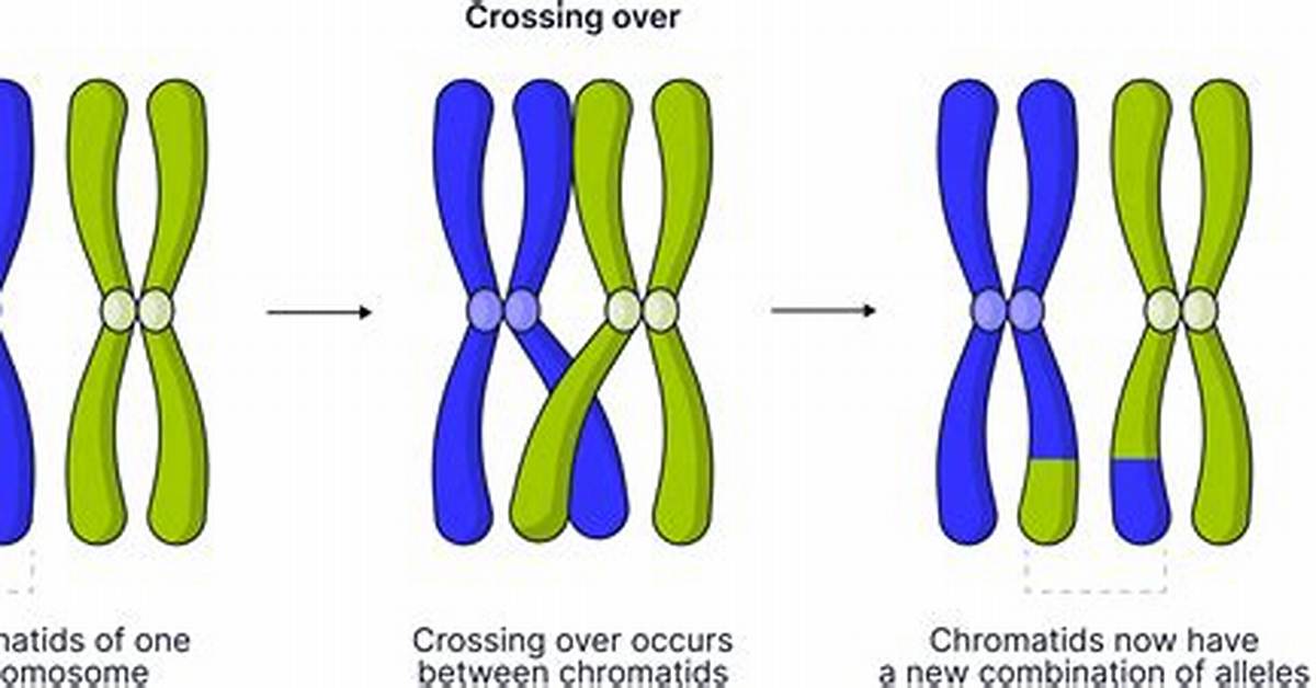 【How-To】What Happens to Alleles During Segregation