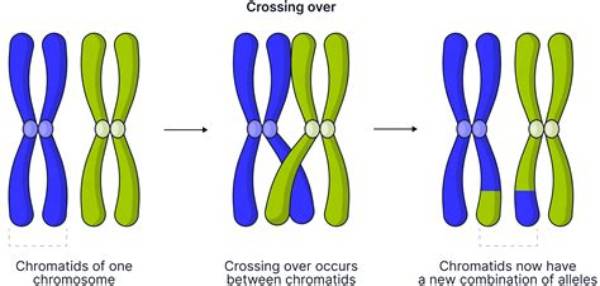 【How-To】What Happens to Alleles During Segregation