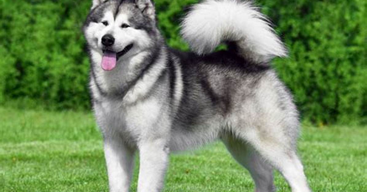 【How-To】What Is a Malamute a Mix Of