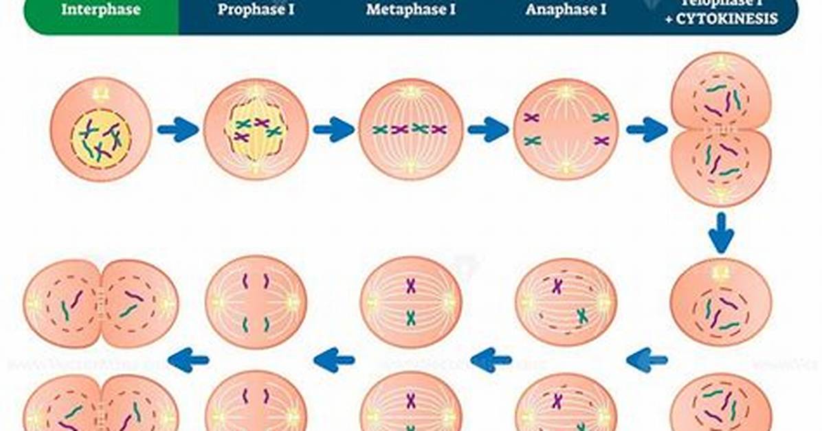 【How-To】Which Stages of Meiosis Are Diploid and Haploid