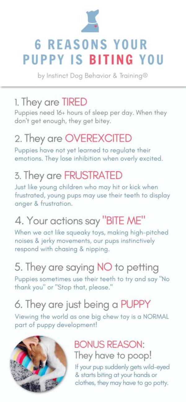【How-To】Why Does My Puppy Keep Throwing Up
