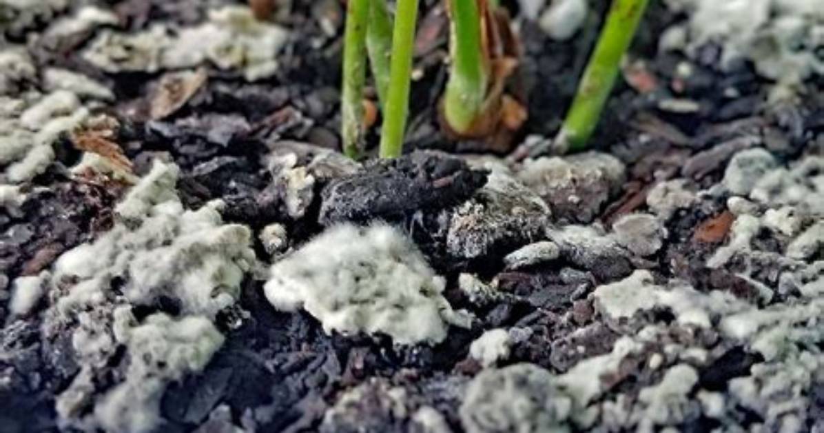 I Have White Mold Growing on Top of a Carpet in My