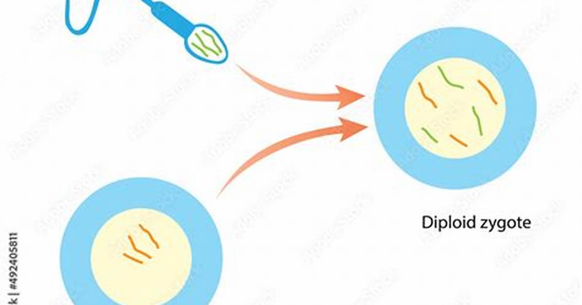 If a Diploid Sperm Fertilized a Haploid Egg, What Would the Result Be?