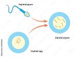 If a Diploid Sperm Fertilized a Haploid Egg, What Would the Result Be?