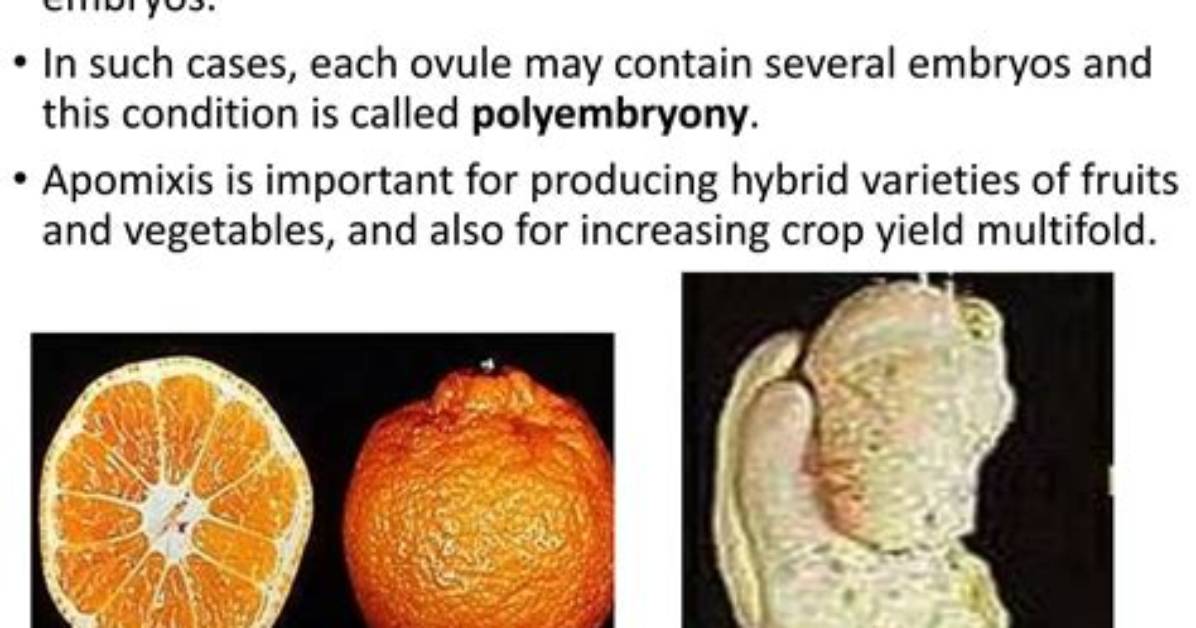 In Citrus Apomictic Embryo Is Formed from?