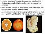 In Citrus Apomictic Embryo Is Formed from?