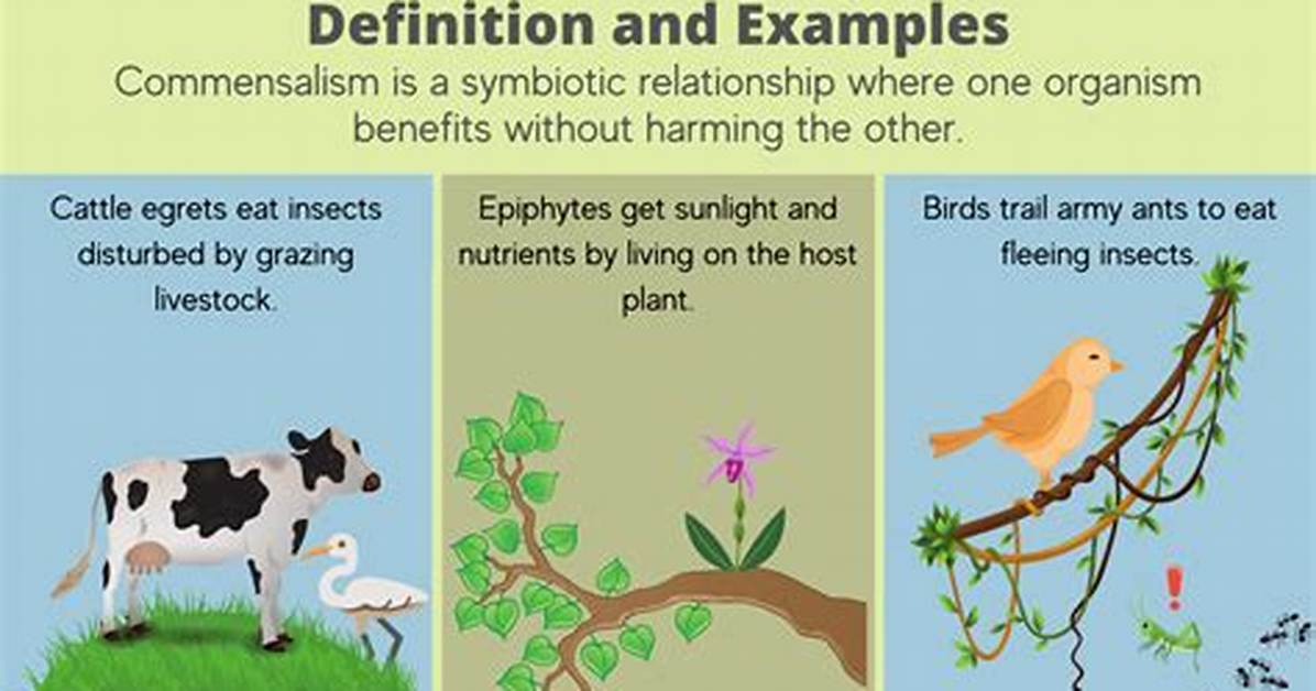 In Commensalism Both Species Are Adversely Affected?