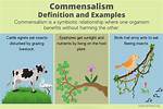 In Commensalism Both Species Are Adversely Affected?