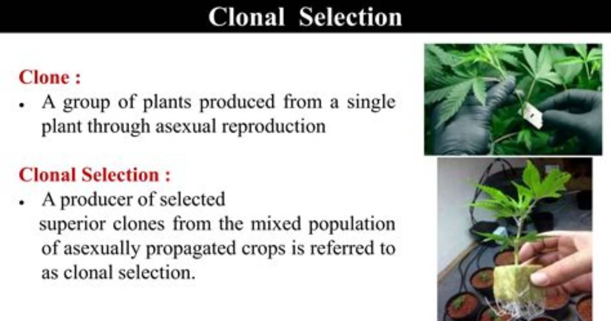 In Crop Plants Clonal Selection Is Used in?