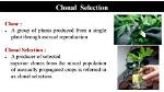 In Crop Plants Clonal Selection Is Used in?