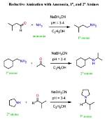In Reductive Amination Ammonia Reacts with?