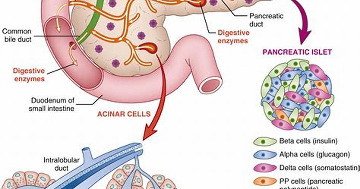 In the Pancreas the Acinar Cells Release?