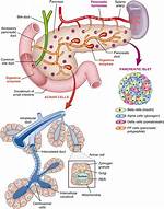 In the Pancreas the Acinar Cells Release?
