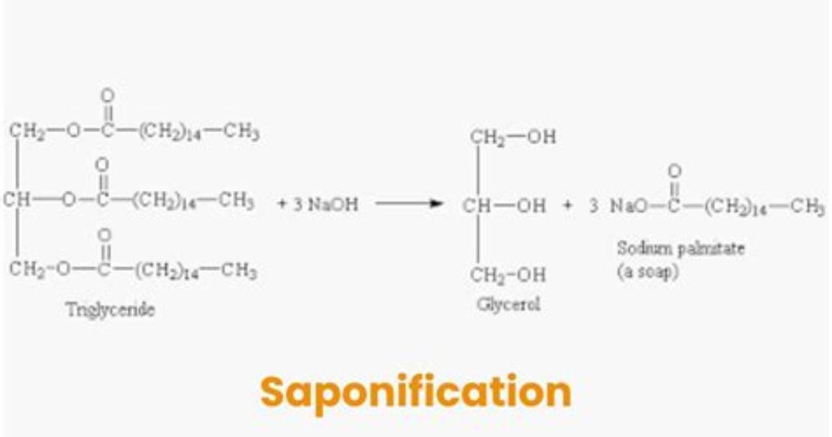 In the Saponification Reaction?