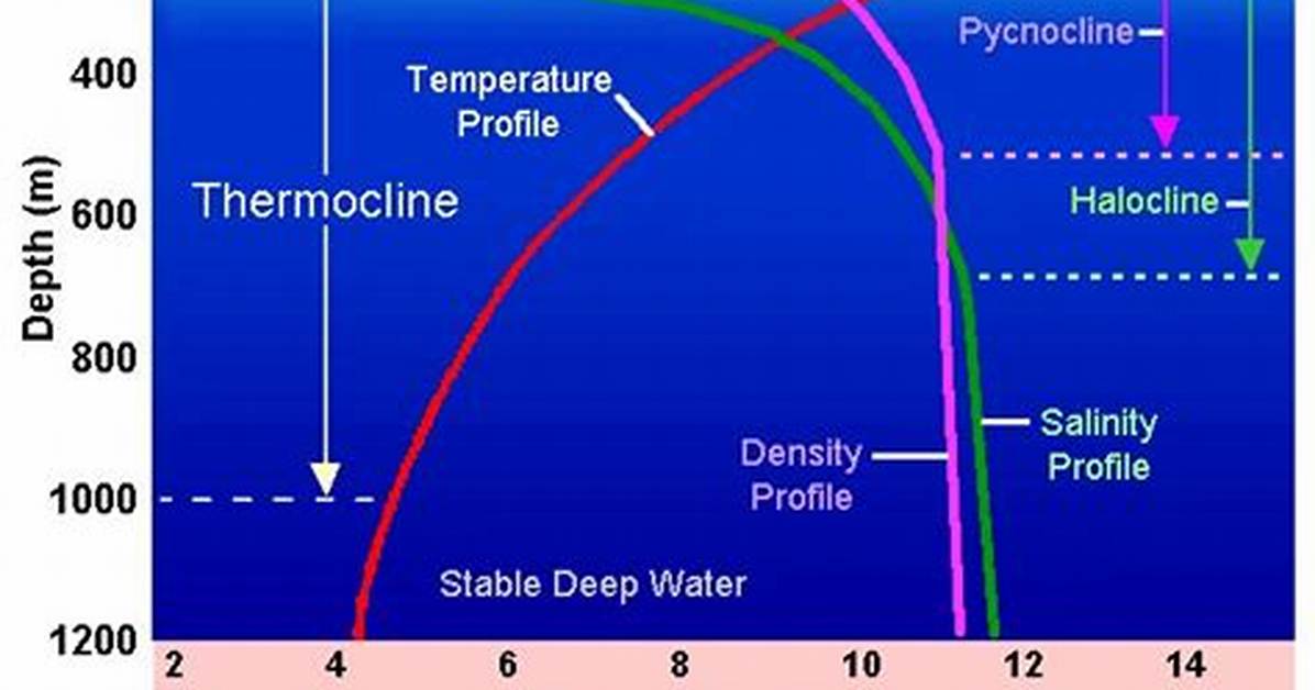 In the Thermocline It Is Salinity That Is Changing Rapidly with Depth?