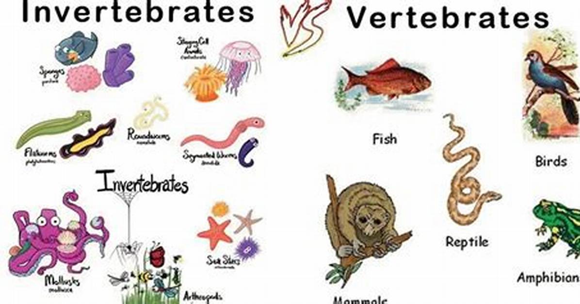 In Which Character Vertebrates Differ from Invertebrates?