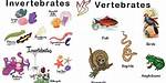 In Which Character Vertebrates Differ from Invertebrates?