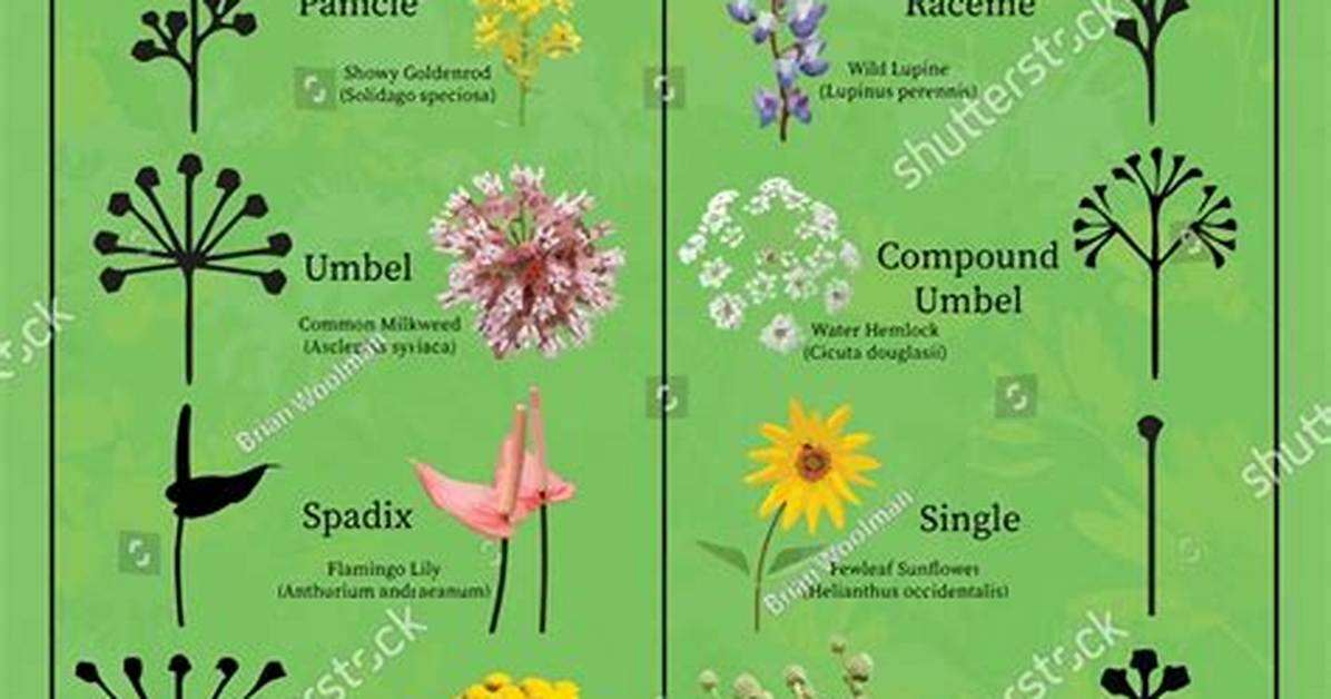 Inflorescence Is Meant for?