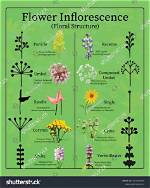 Inflorescence Is Meant for?