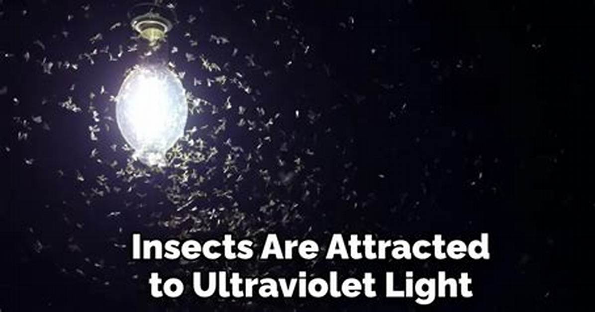 Insects That Are Attracted to Infrared Light