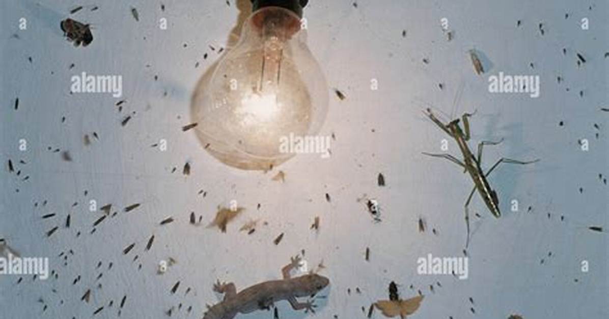 Insects That Are Attracted To