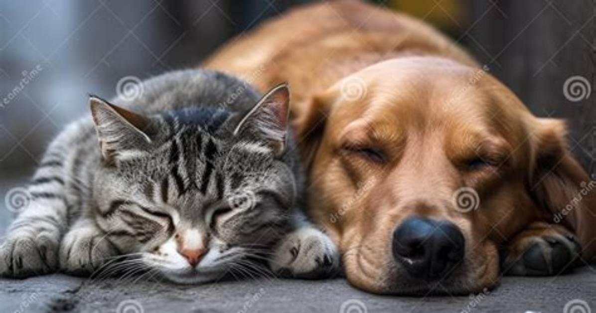 Is a Cat or Dog Dirtier?