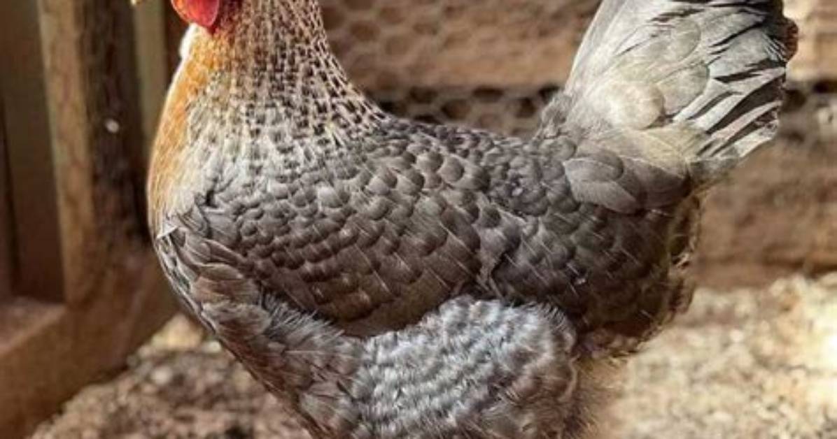 Is a Cream Legbar a Bantam?