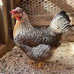 Is a Cream Legbar a Bantam?