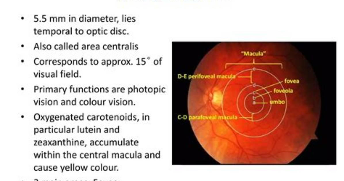 Is a Deterioration of the Macula Lutea of the Retina?